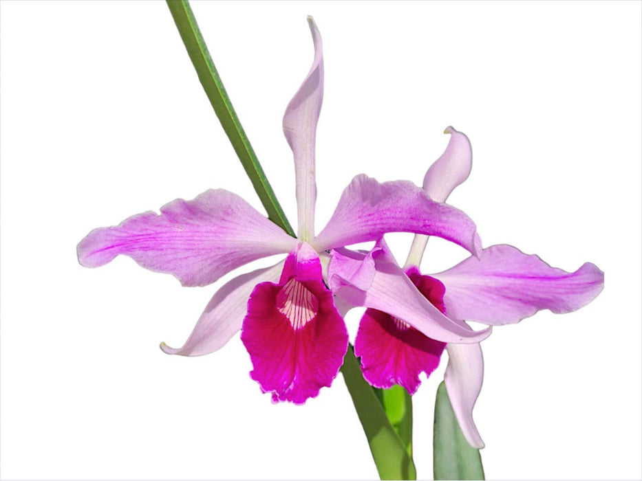 Laelia purpurata var. gilbert x var. atropurpurea 'Ecuagenera'