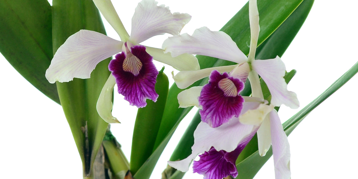 Cattleya purpurata f. vinicolor x atropurpurea — Ecuagenera USA Corp