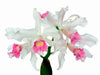 Cattleya purpurata f. carnea