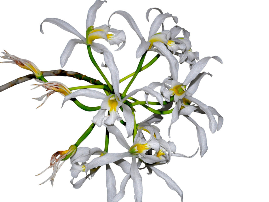 Laelia superbiens f. alba