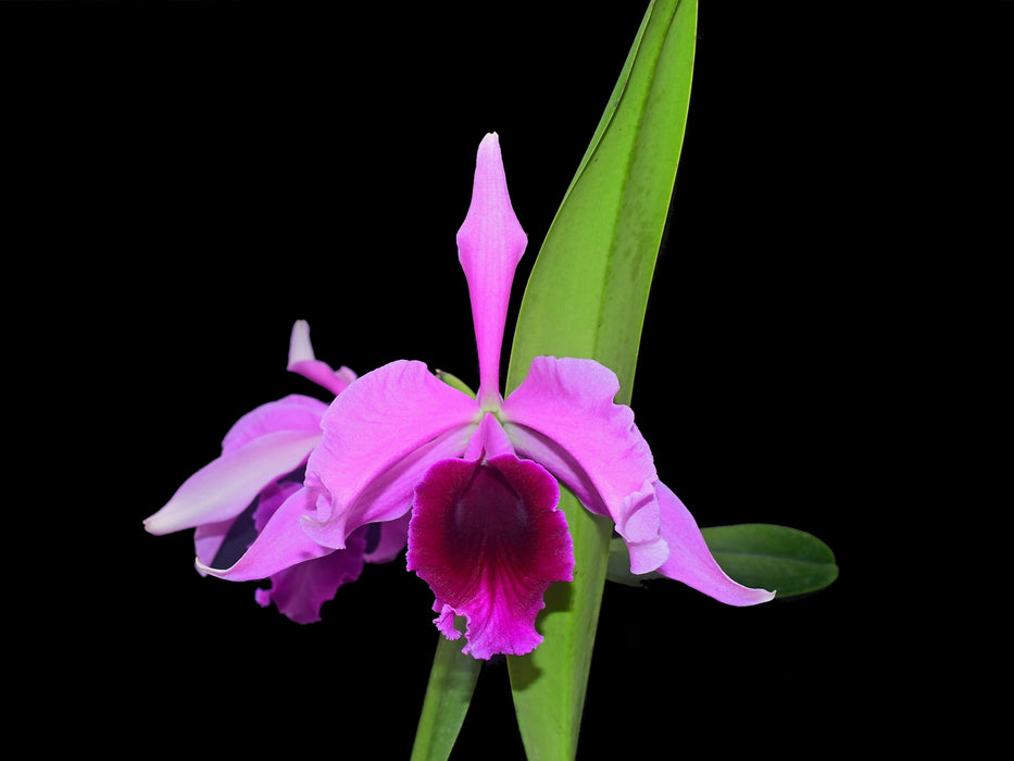 Cattleya Juan Pablo Martinez