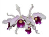 Cattleya purpurata Flamea Cheri x alba Campanea