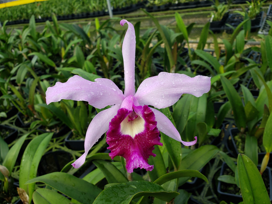 Cattleya x irrorata 'Aquimi-alba x purple lip'