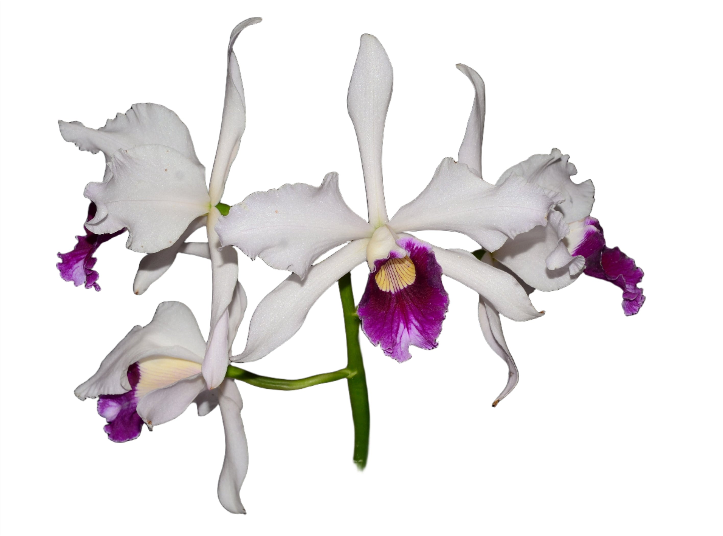 Laelia Purpurata Var Vinicolor — Ecuagenera USA Corp