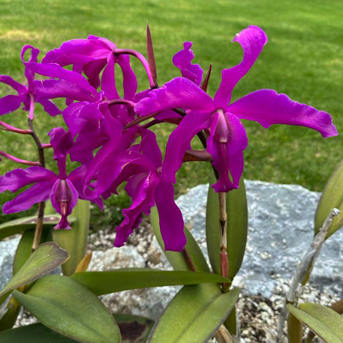 Laeliocattleya Daya L. Portilla