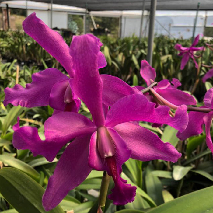 Laeliocattleya Daya L. Portilla