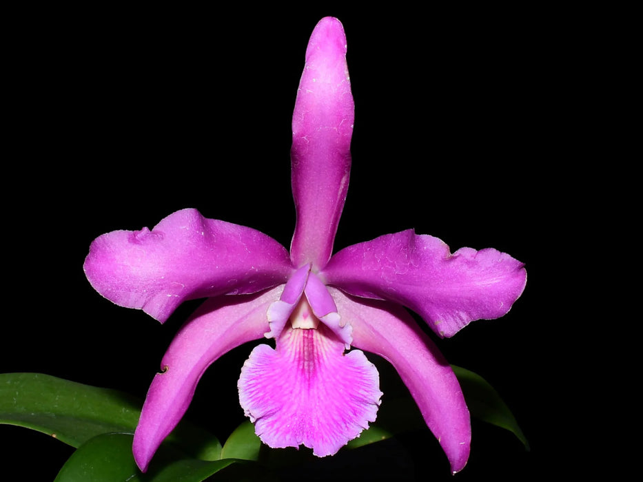 Laeliocattleya Elizabeth Chen