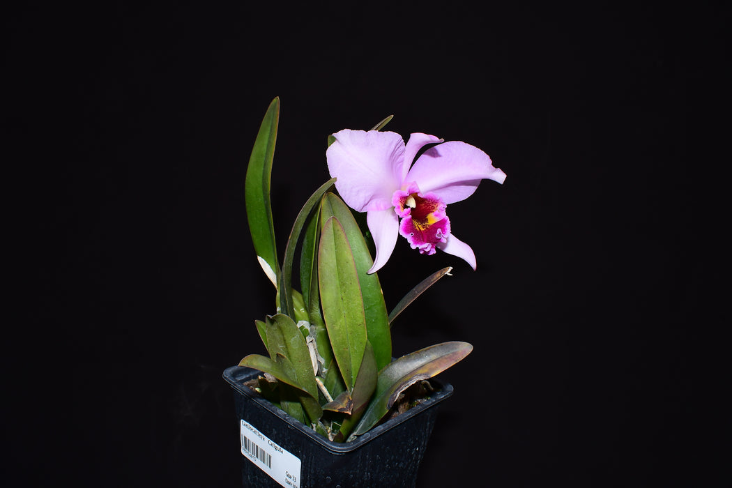 Laeliocattleya Caligula