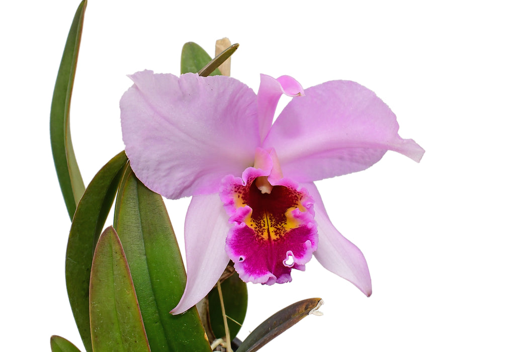 Laeliocattleya Caligula