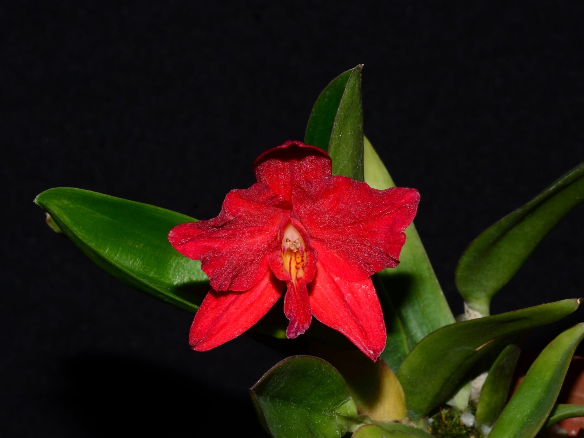 ルーラ　カタクリLXーStudio Laeliocattleya Camargo round form x lineolata — Ecuagenera USA Corp