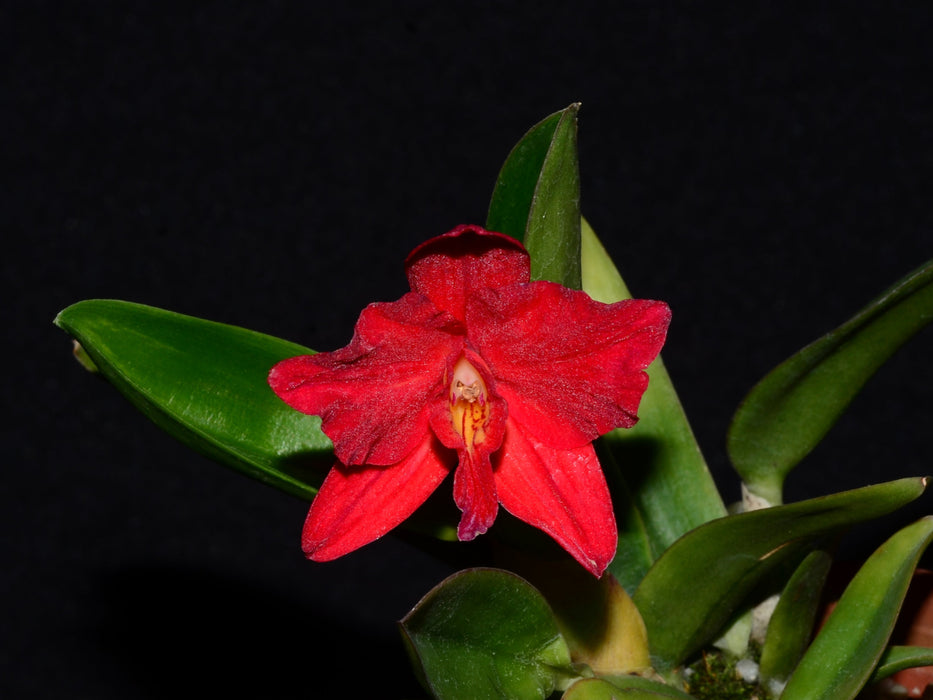 Laeliocattleya Camargo round form x lineolata