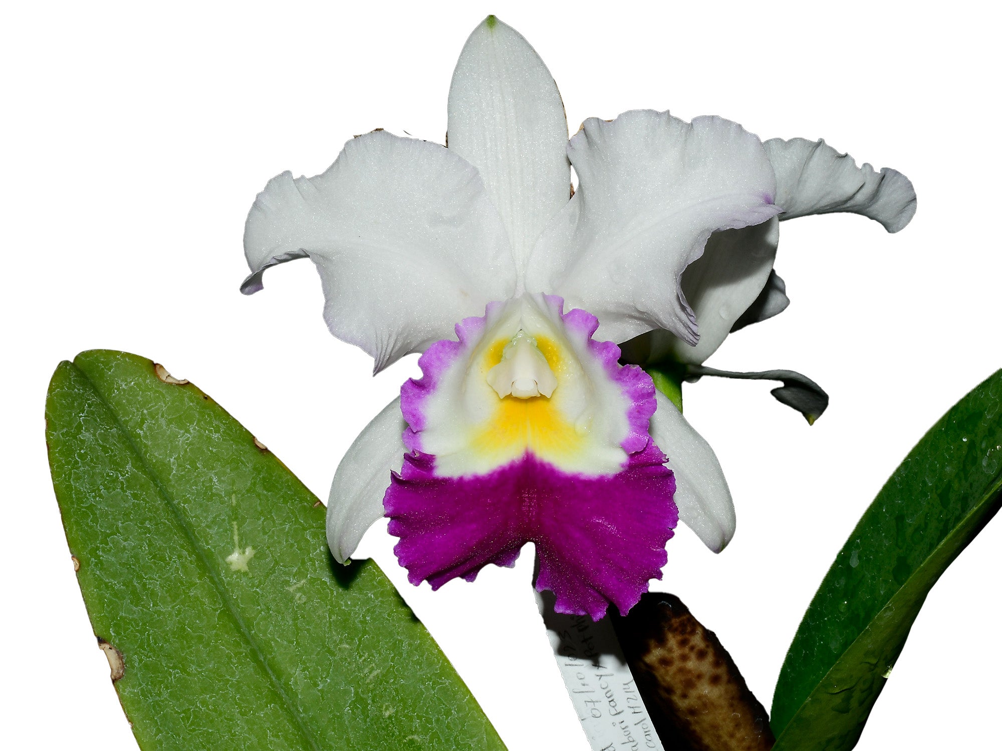 Laeliocattleya_Carmela_Mildred