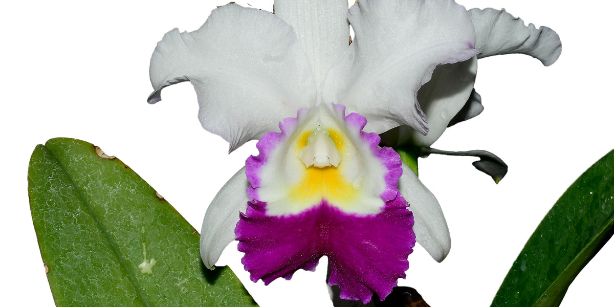 Laeliocattleya_Carmela_Mildred