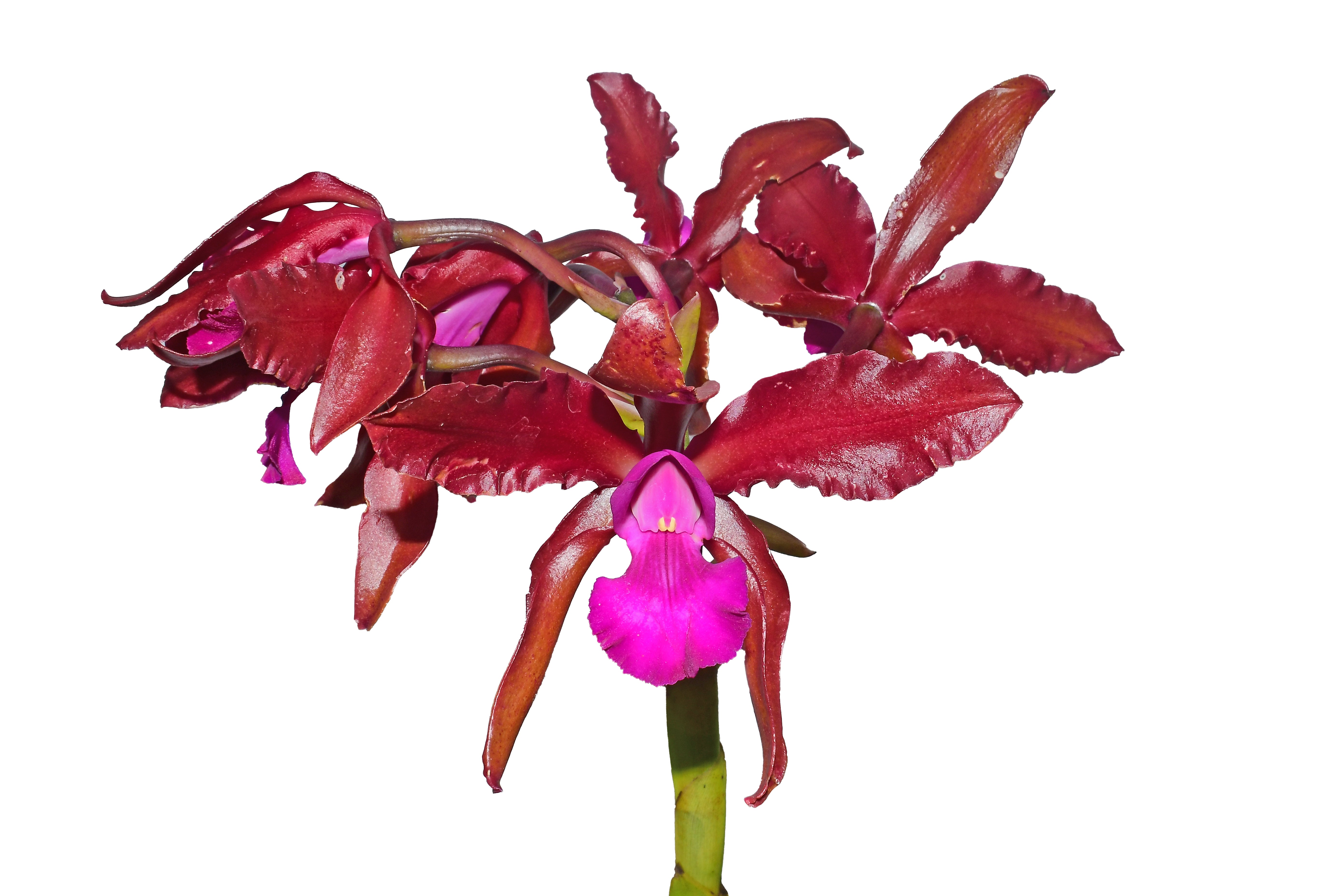世界の野生蘭ORCHIDATLAS VOL. 3 Cattleya Laelia 世界の野生蘭ORCHIDATLAS VOL. 3 Cattleya Laeliaの通販はau PAY