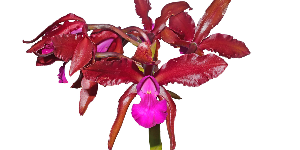 Laeliocattleya_Eduardo_Andrade