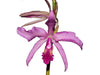 Laeliocattleya El Ranchito