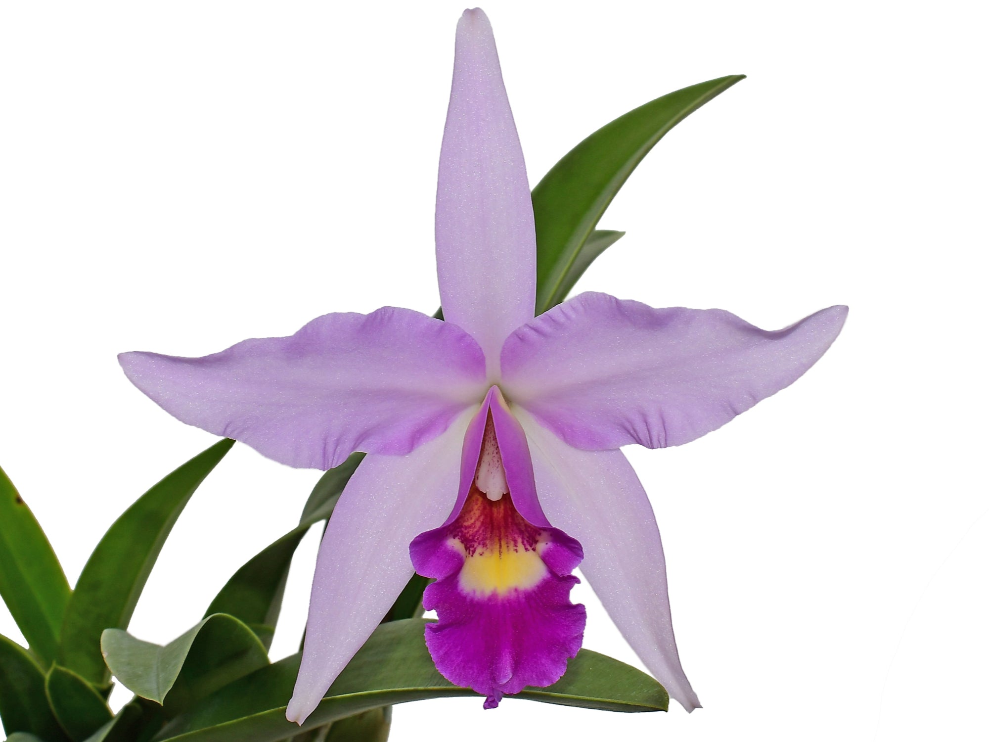 世界の野生蘭ORCHIDATLAS VOL. 3 Cattleya Laelia Laeliocattleya Interceps - Premium Orchid Hybrid | Ecuagenera USA
