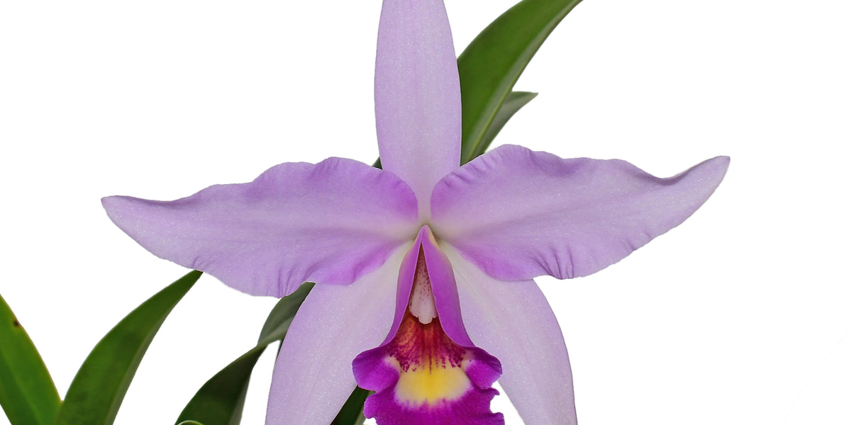 Laeliocattleya Interceps - Premium Orchid Hybrid | Ecuagenera USA