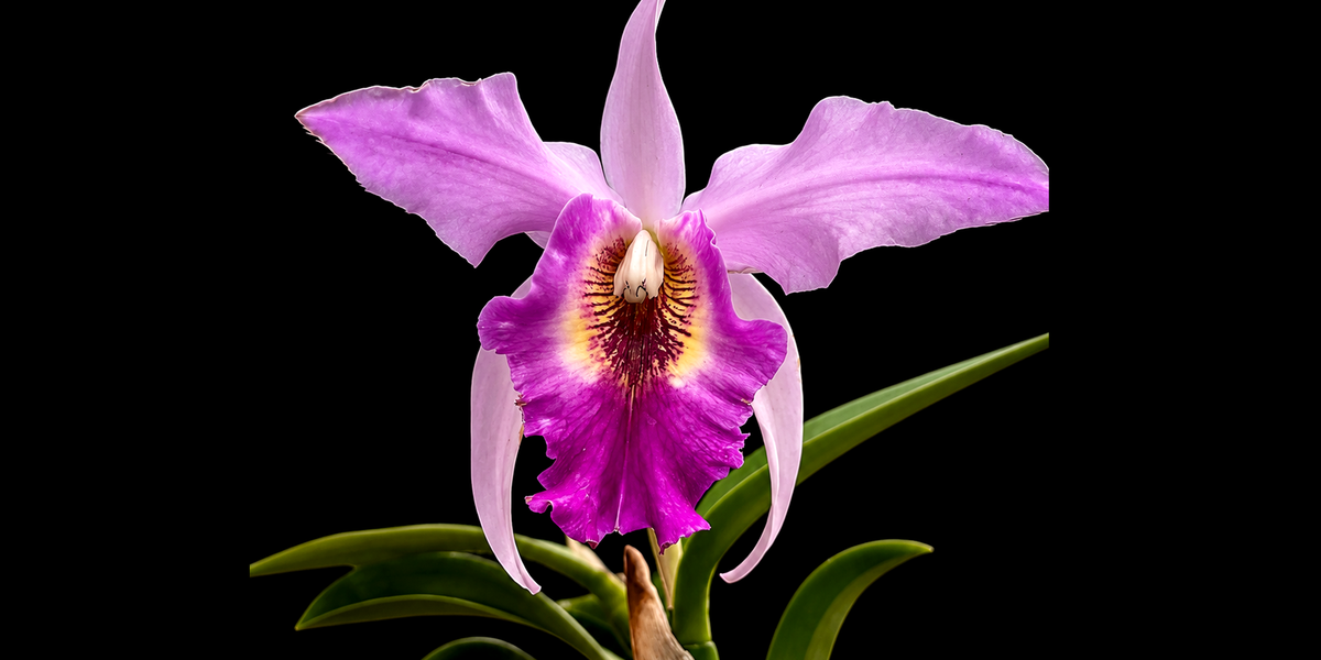 Laeliocattleya Interceps 'Shuk' (rec.) – Rare Intergeneric Orchid