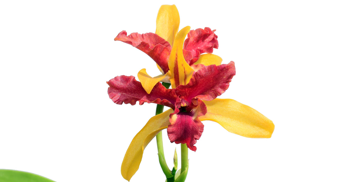 Laeliocattleya Len Zieff — Ecuagenera USA Corp