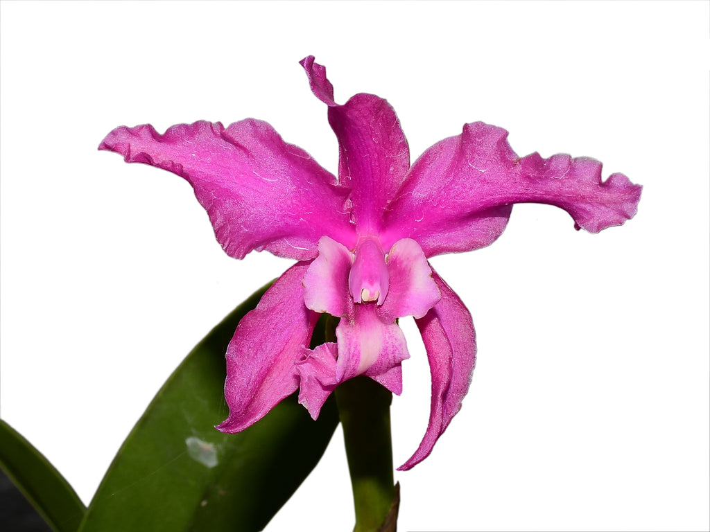 Laeliocattleya Margaret Ackerley — Ecuagenera USA Corp