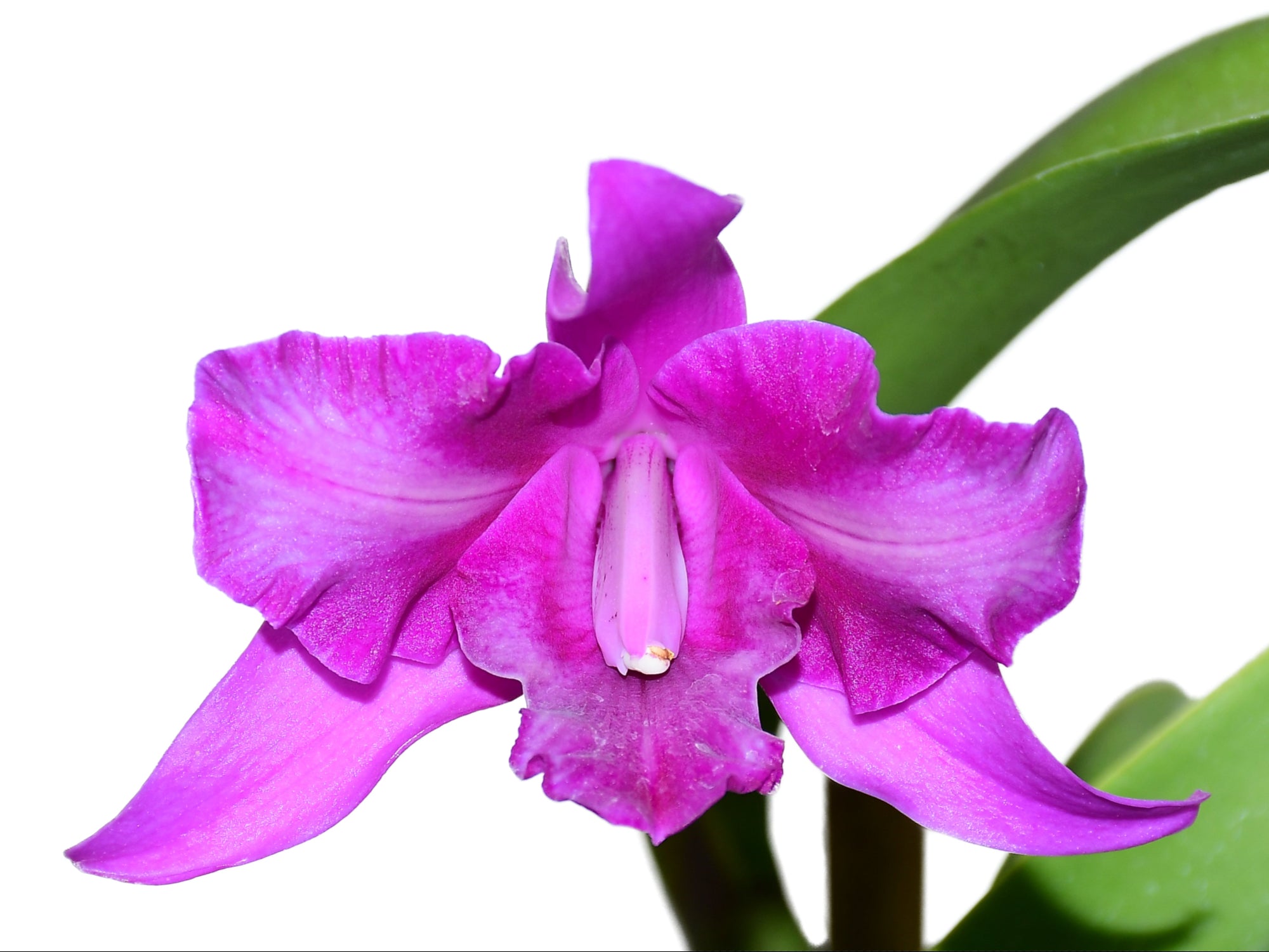 Laeliocattleya Maria - Compact Pink Orchid Hybrid Mini Song x