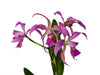 Laeliocattleya Maria Jose Pinto