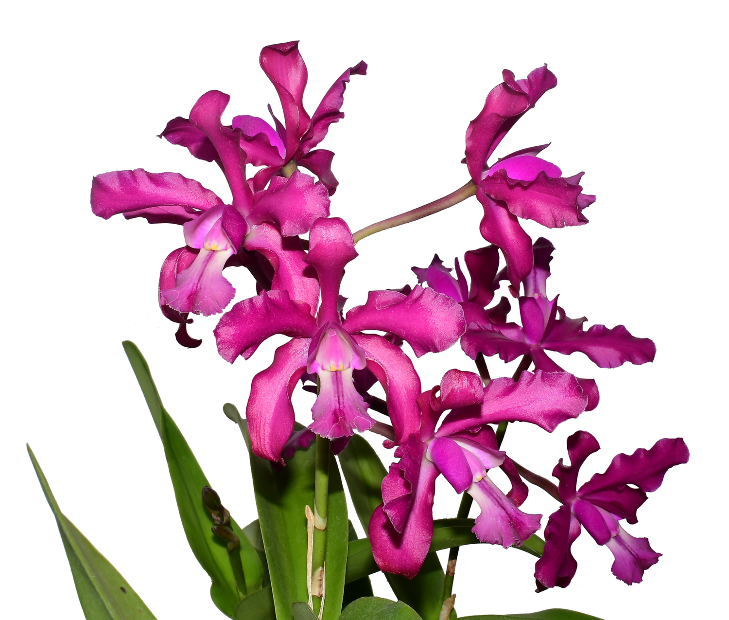 Laeliocattleya Michelle R. Aponte