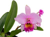 Laeliocattleya Ninfa Portilla .