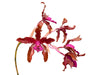 Laeliocattleya Pepe Portilla