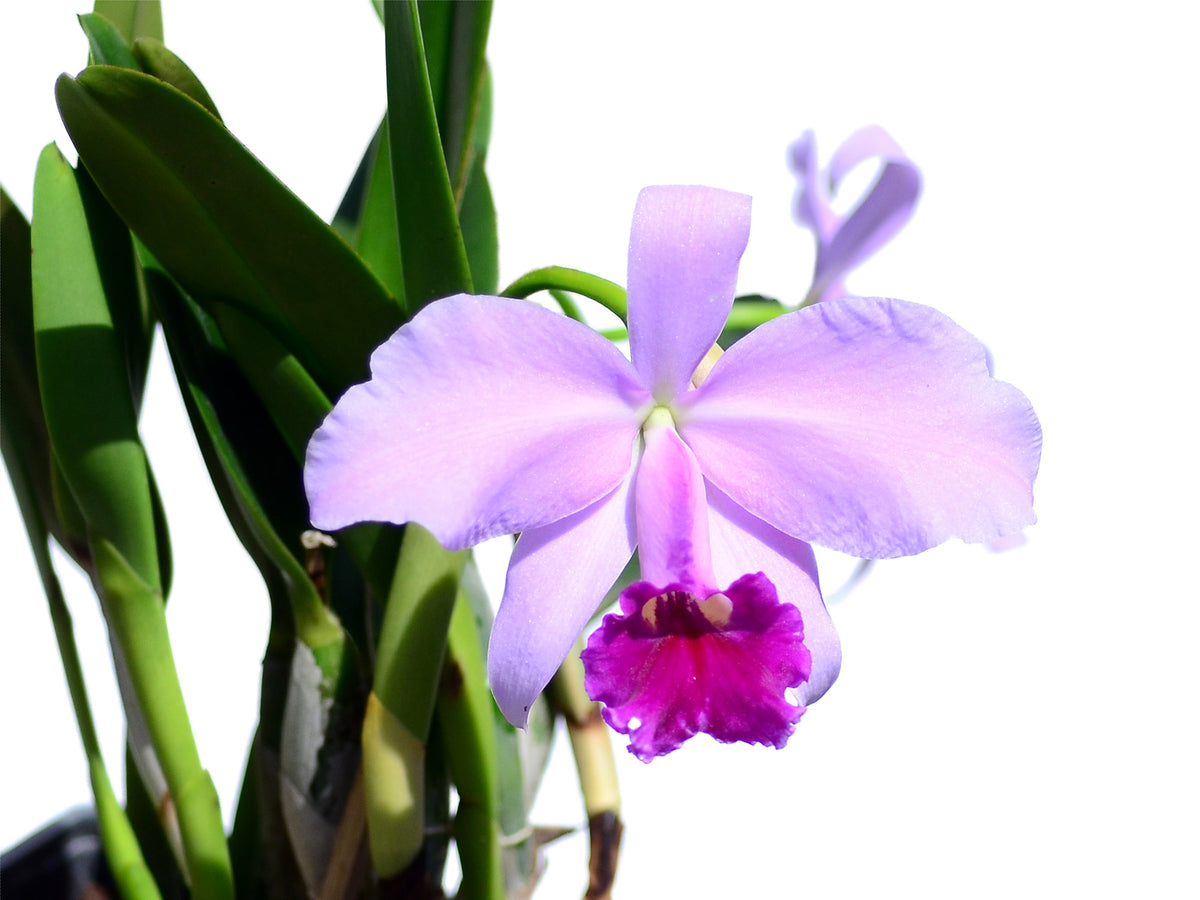 Laeliocattleya Susana x Speciosisima - Fragrant Hybrid