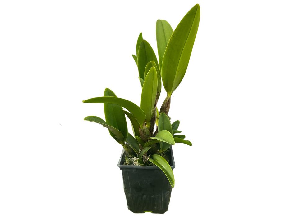 Laeliocattleya Maria Jose Pinto