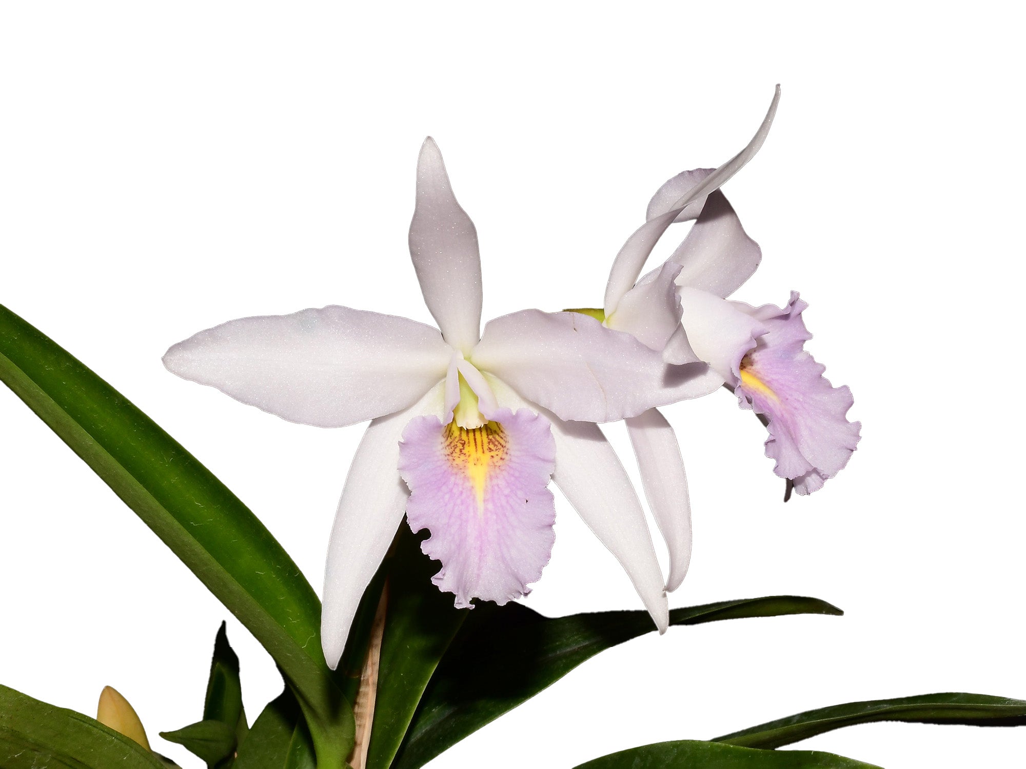 Laeliocattleya Uzhupud Night coerulea - Rare Blue Night Orchid