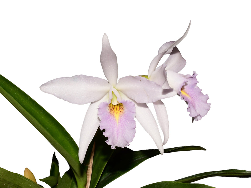 Laeliocattleya_Uzhupud_Night_c