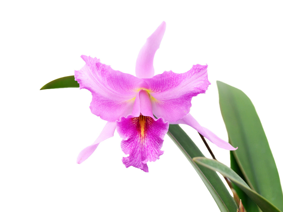 Laeliocattleya Uzhupud Night lineolata