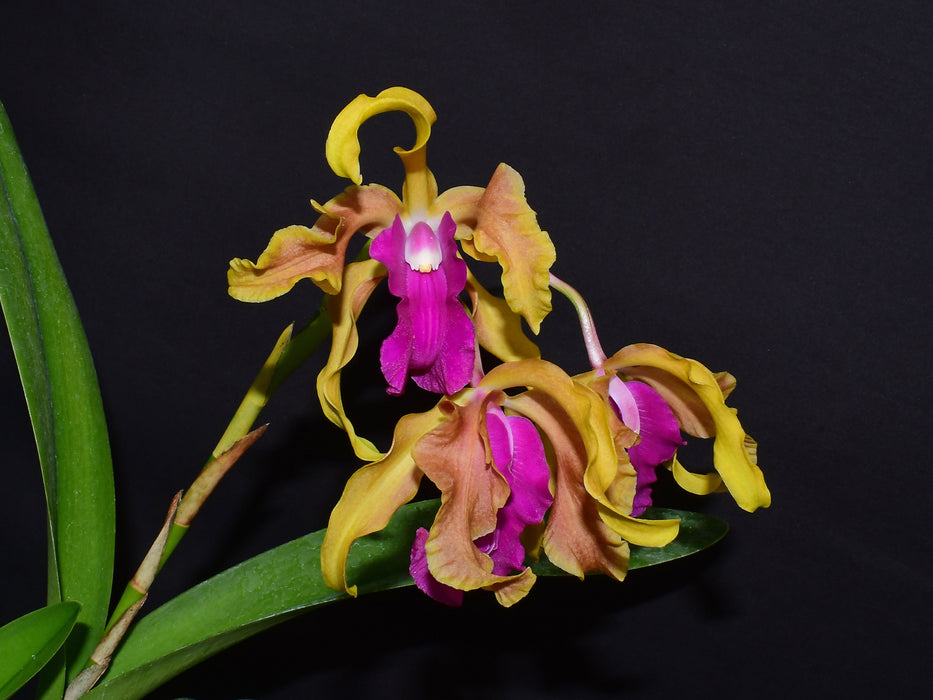 Laeliocattleya Victor Juan