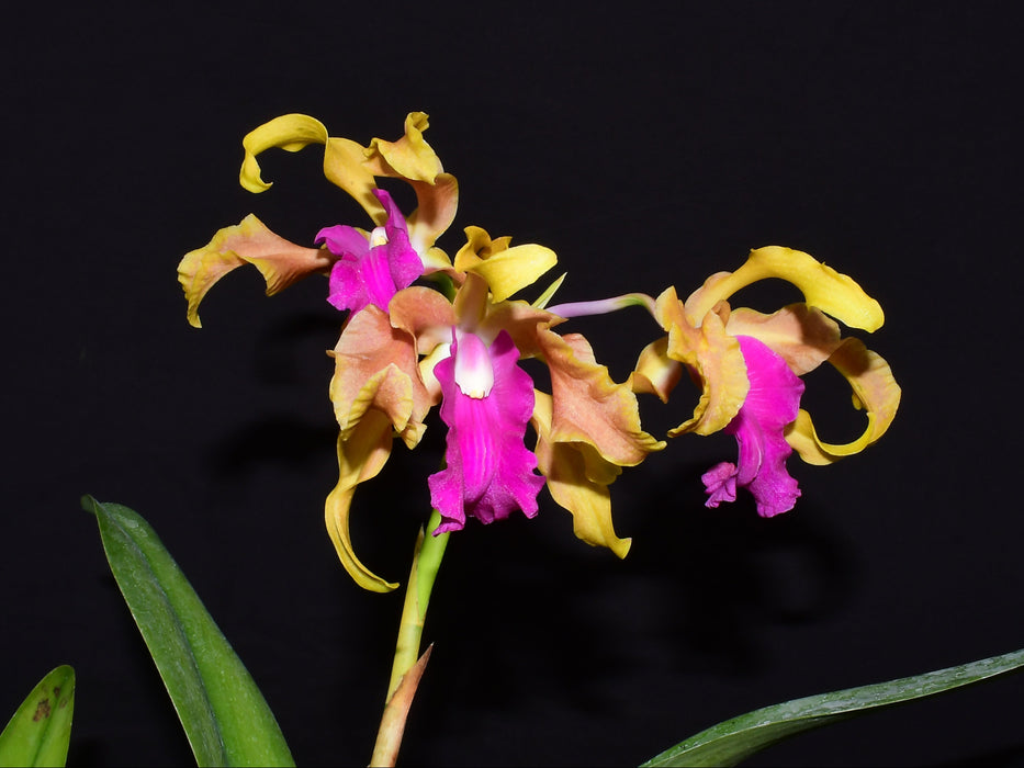 Laeliocattleya Victor Juan