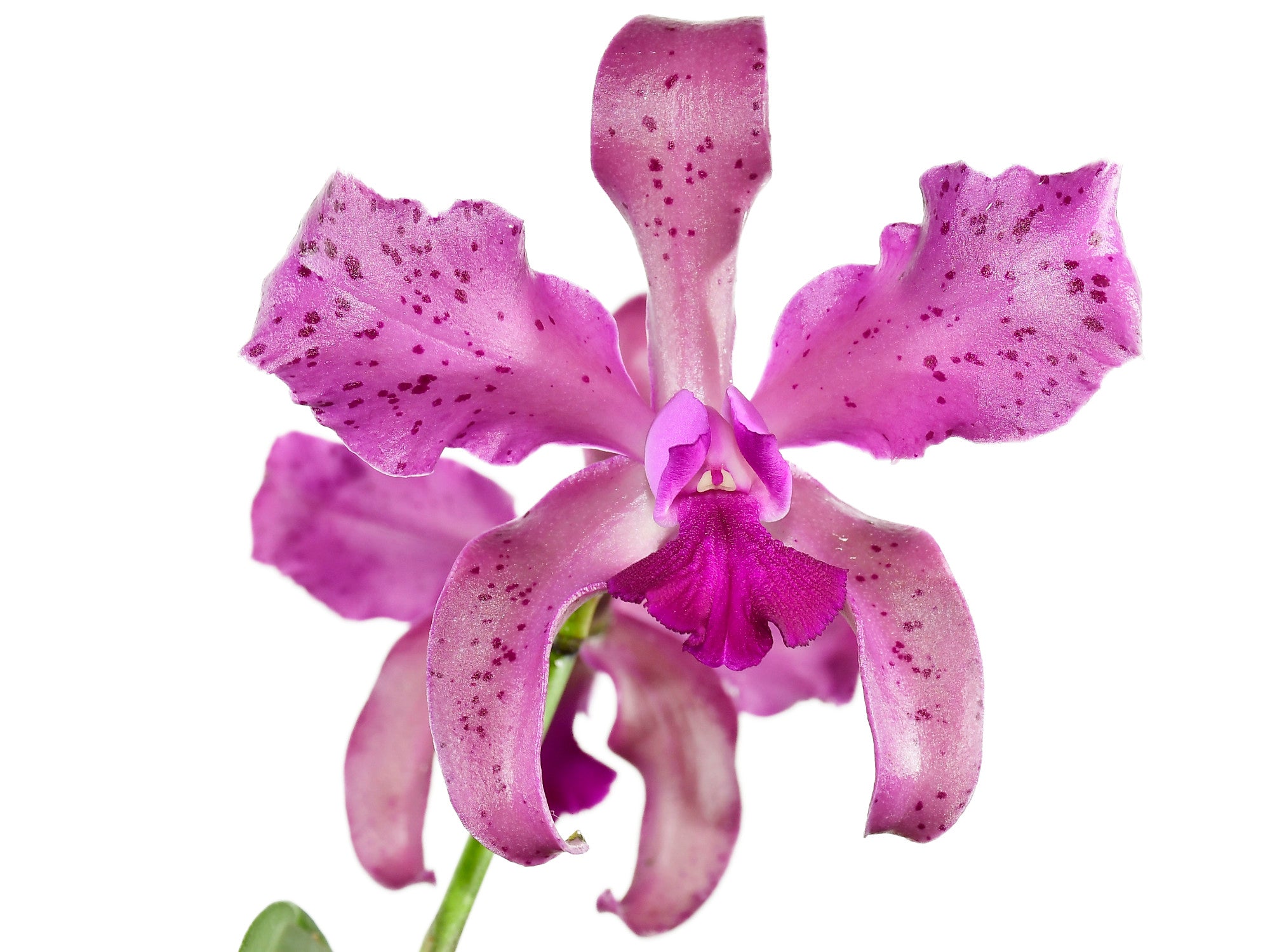 Laeliocattleya Vitoria Muñoz - Lavender Amethyst Hybrid Orchid
