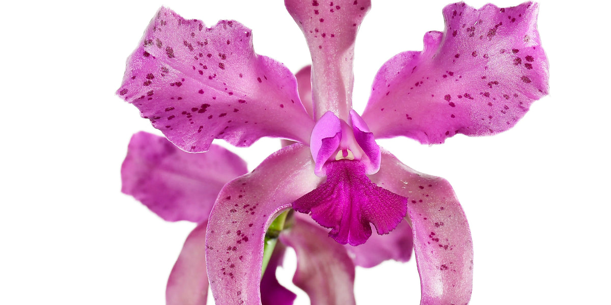 Laeliocattleya Vitoria Muñoz - Lavender Amethyst Hybrid Orchid