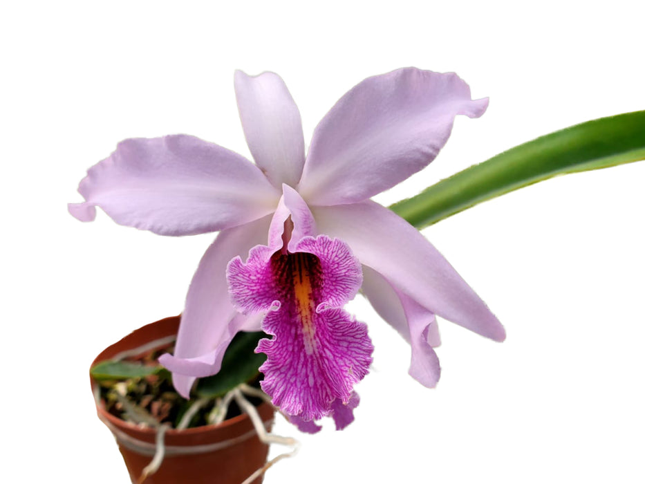 Laeliocattleya Uzhupud Night