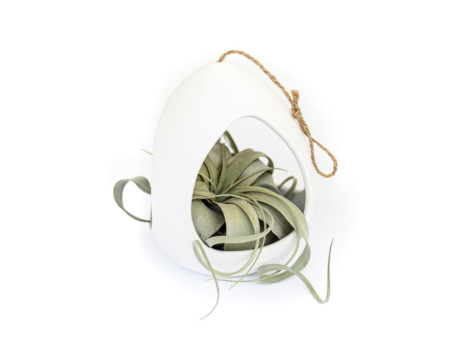 Large White Ceramic Hanging Pod with Tillandsia Xerographica