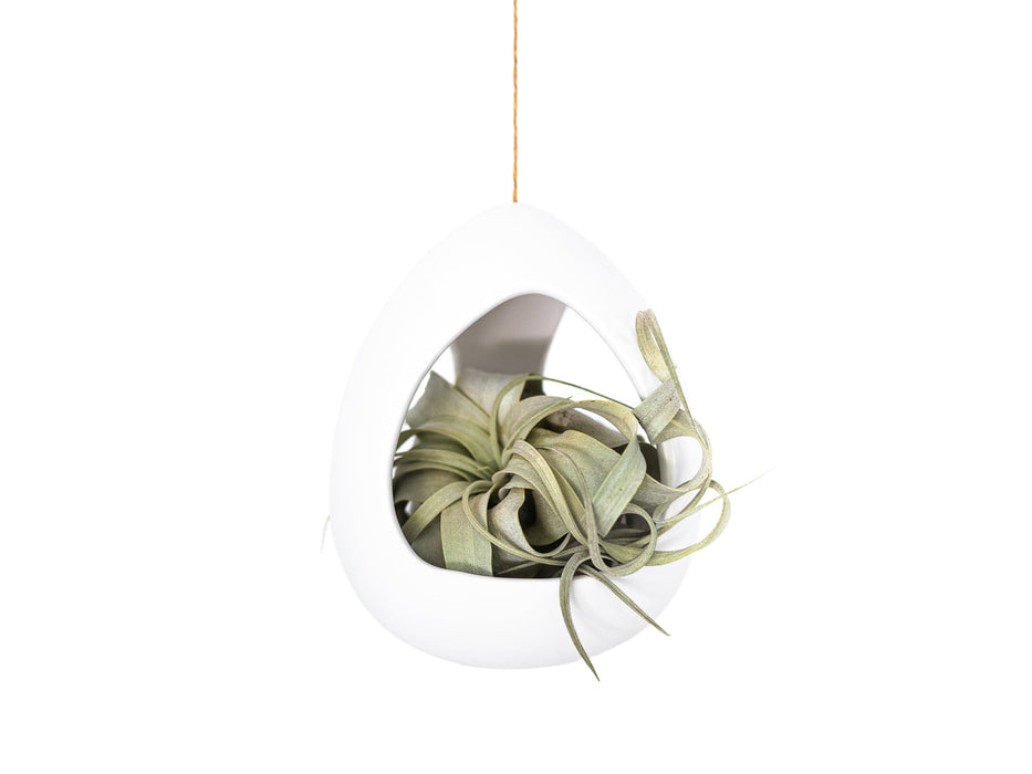 Large White Ceramic Hanging Pod with Tillandsia Xerographica