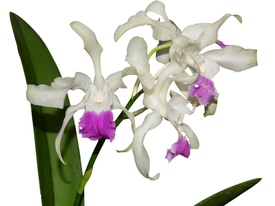 Laeliocattleya Madrecita del Cisne
