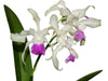 Laeliocattleya Madrecita del Cisne