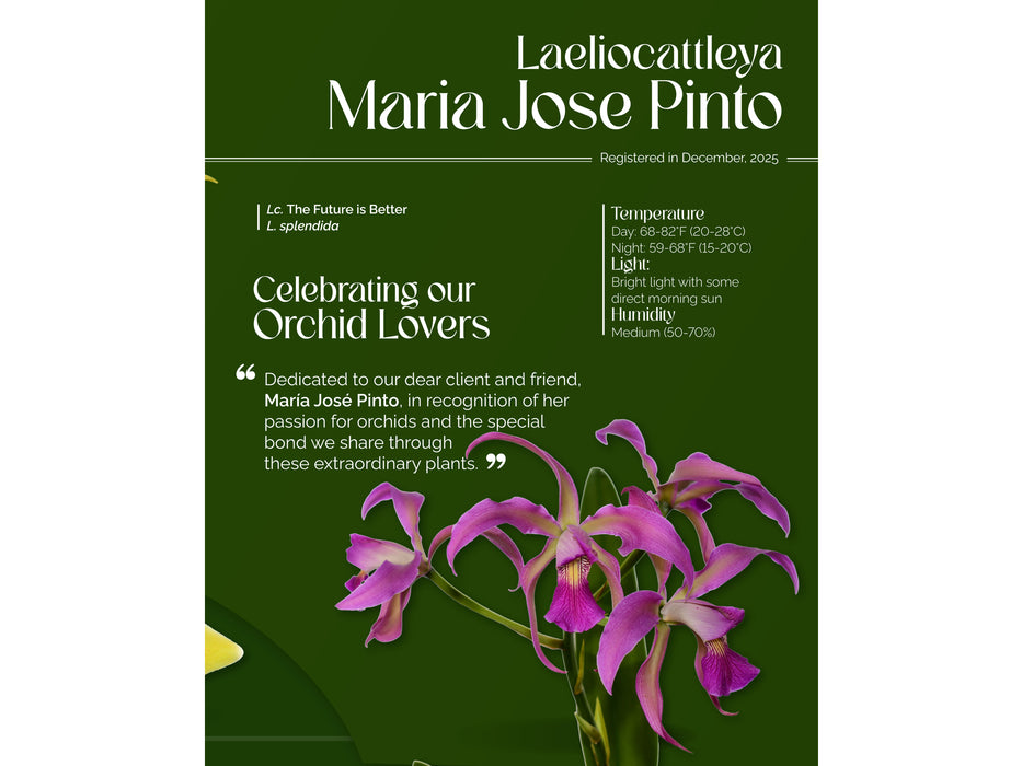 Laeliocattleya Maria Jose Pinto