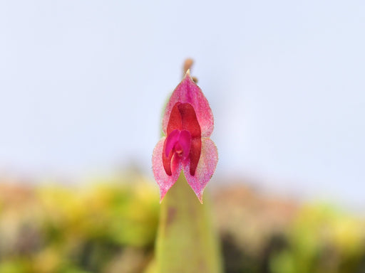 Lepanthes ejecta Luer & Hirtz 1987 レパンテス Lepanthes ejecta - orchidroots
