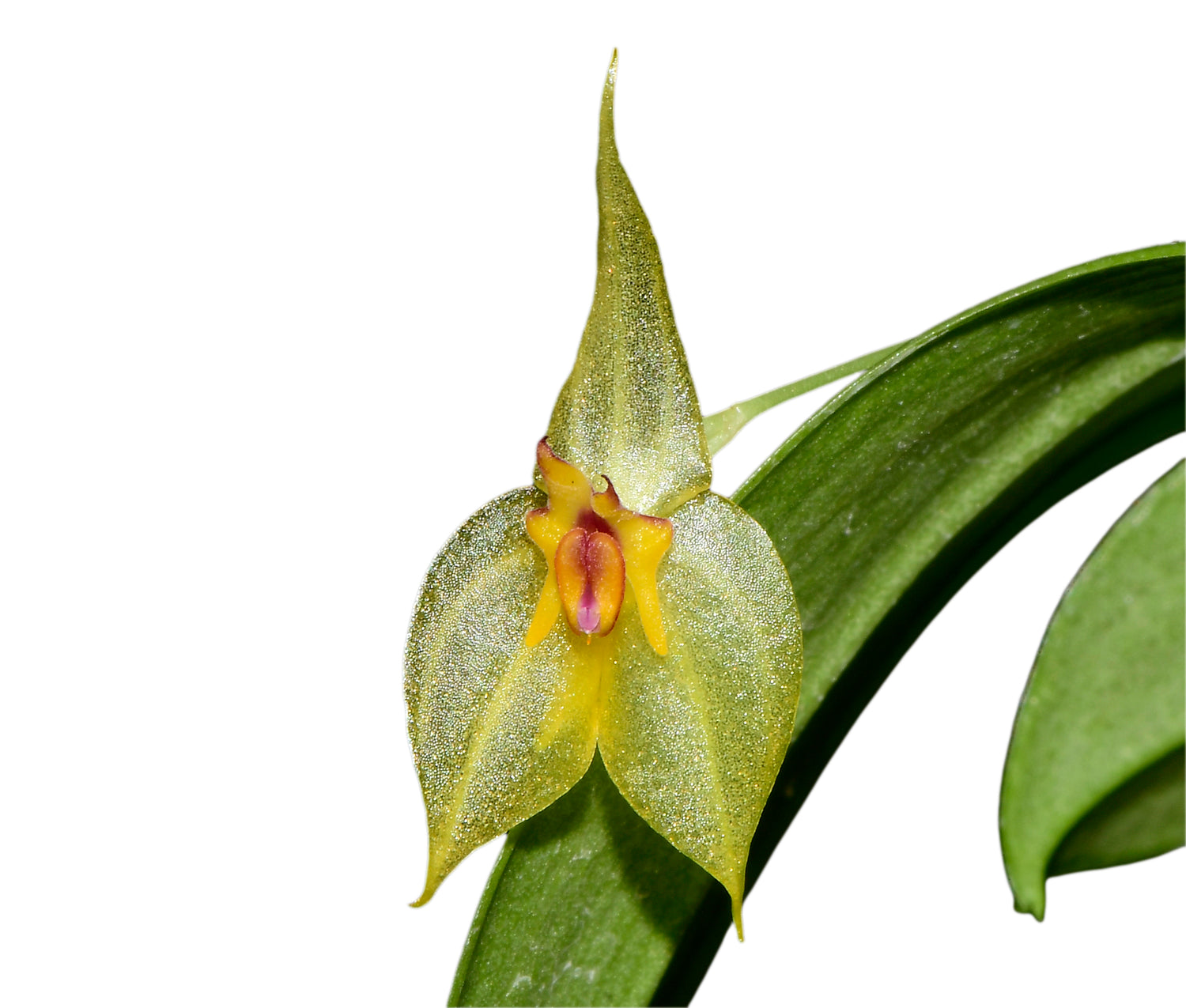 Lepanthes Sumaq