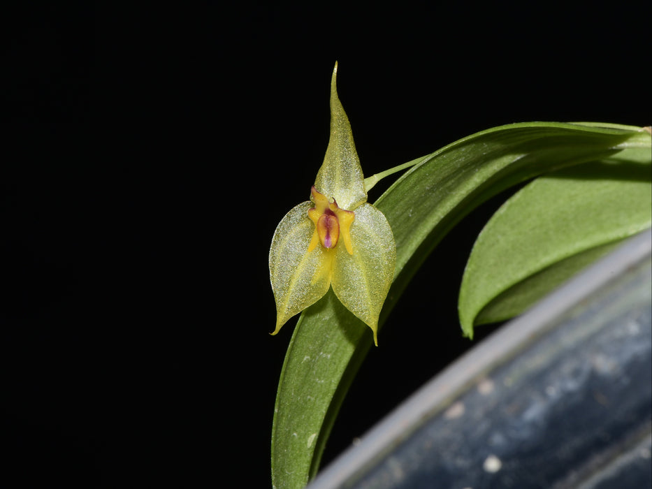 Lepanthes Sumaq