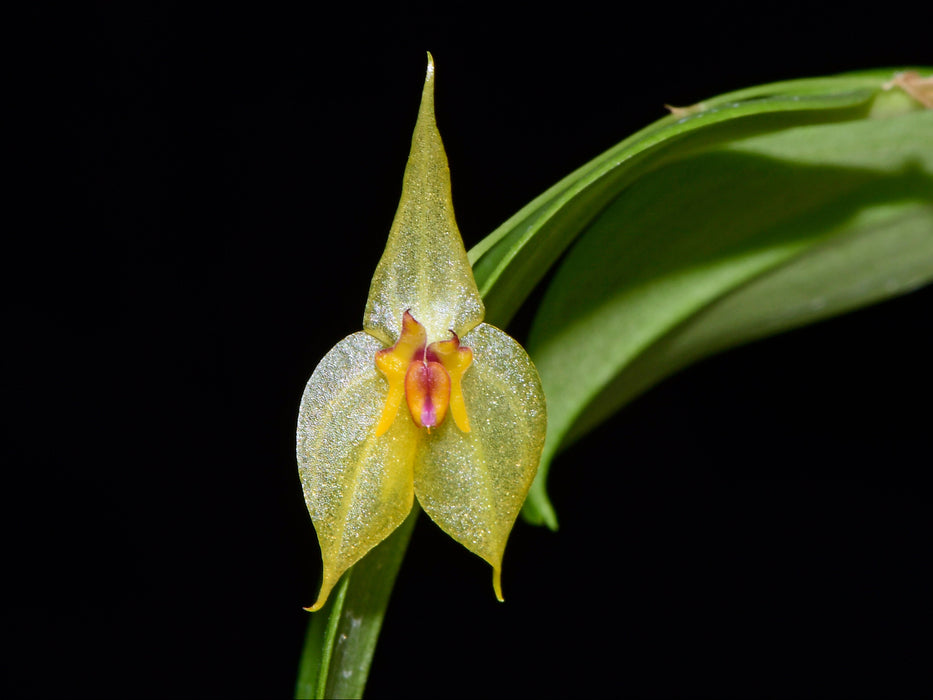 Lepanthes Sumaq