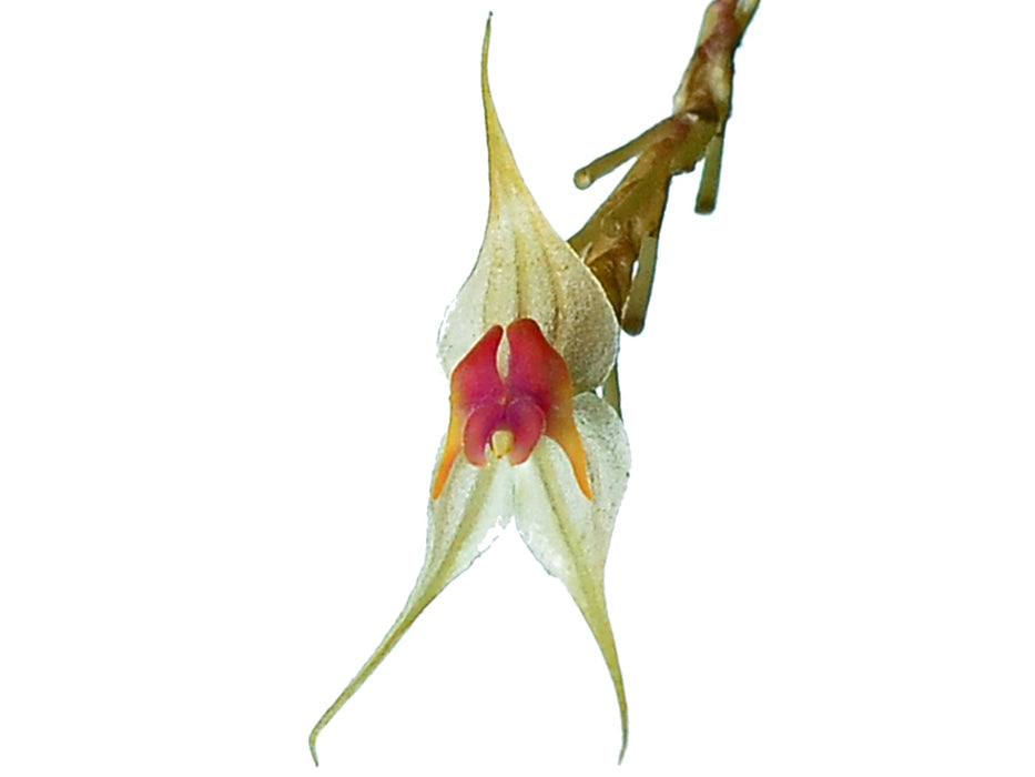 Lepanthes calocerca
